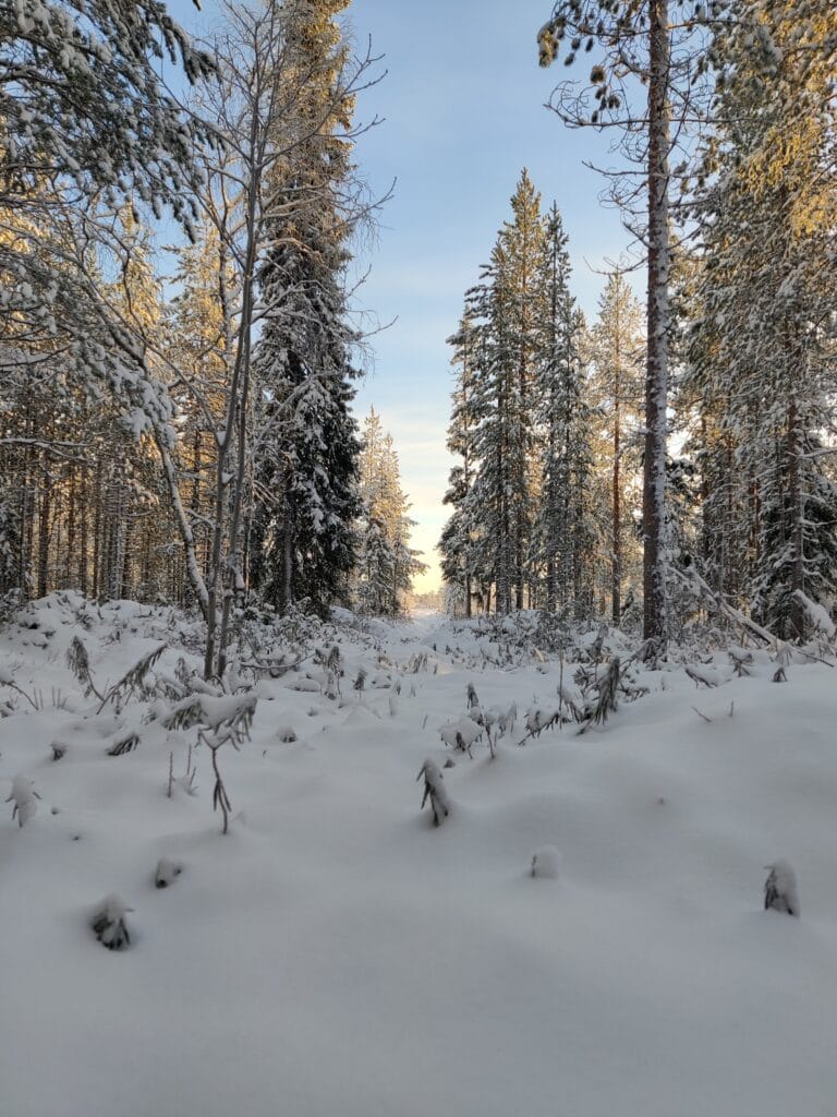 Rovaniemi Daylight Winter Hike – Magical Arctic Forest Adventure