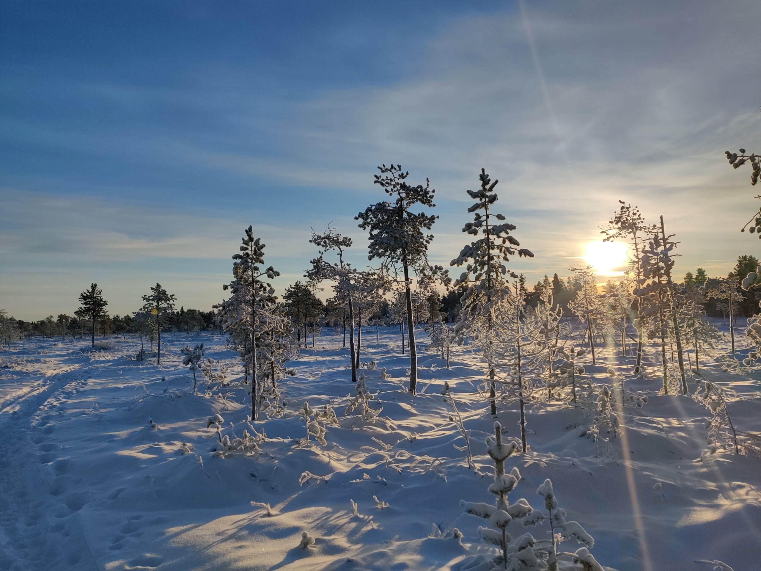 IMG_20251116_113955 Frozen swamp in Rovaniemi during winter daylight, with snow-covered landscape and bright sun illuminating the Arctic wilderness.