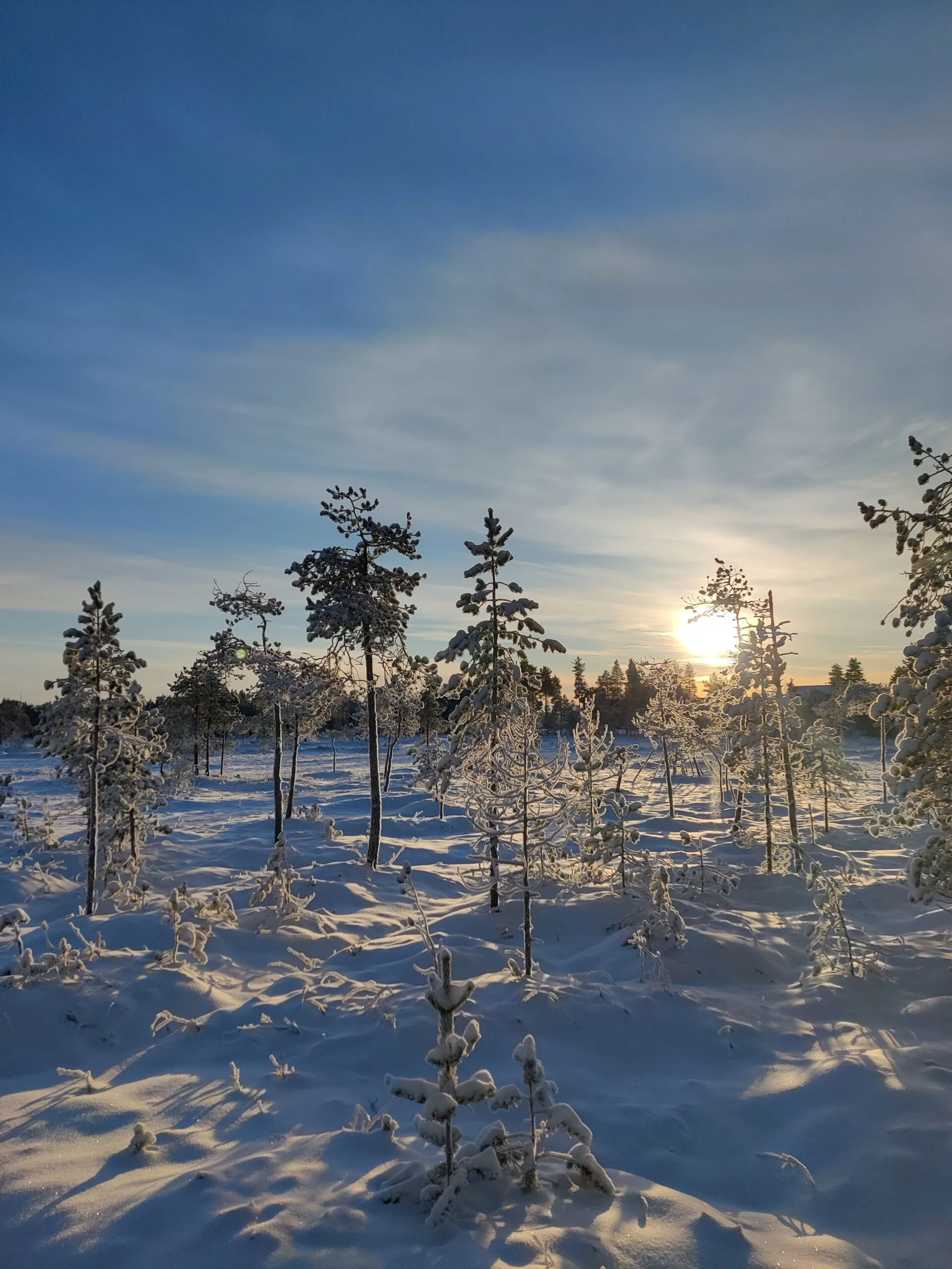 Frozen swamp in Rovaniemi during Woodland Tour