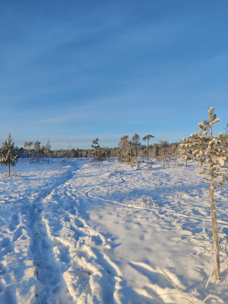Rovaniemi Daylight Winter Hike – Magical Arctic Forest Adventure