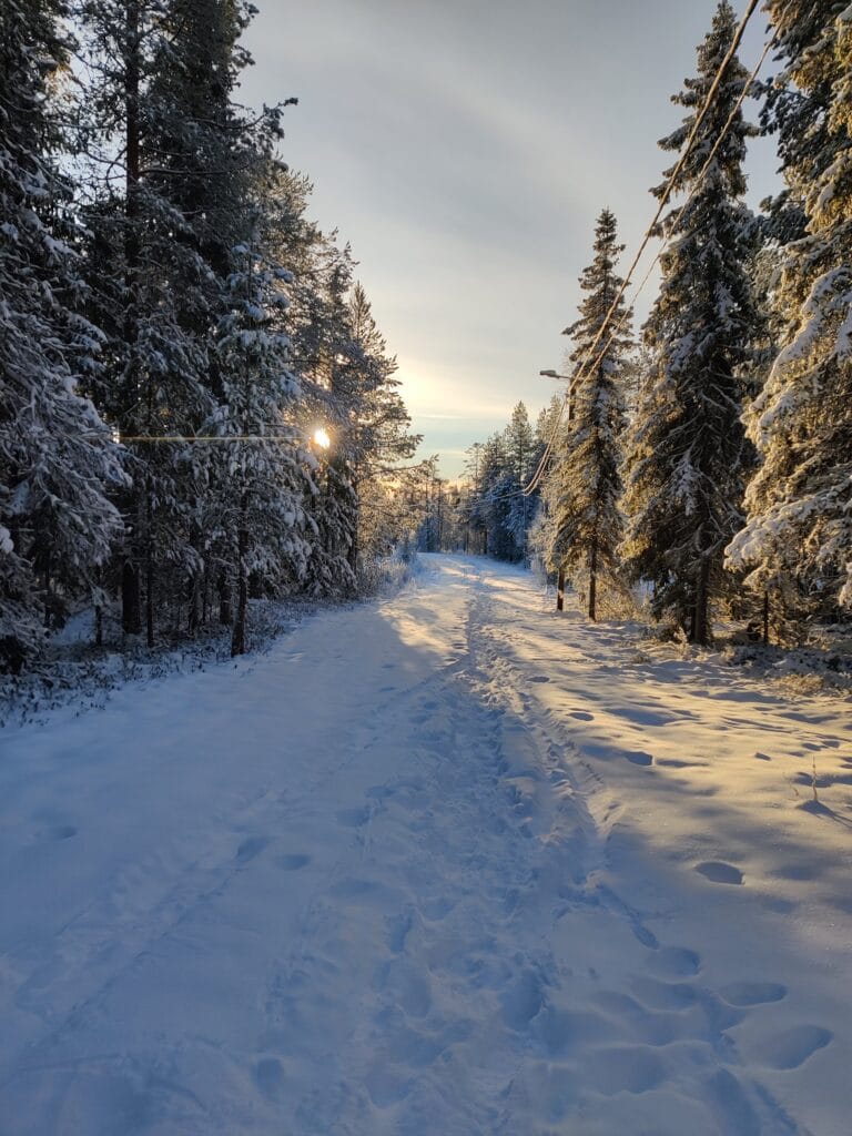 Rovaniemi Daylight Winter Hike – Magical Arctic Forest Adventure