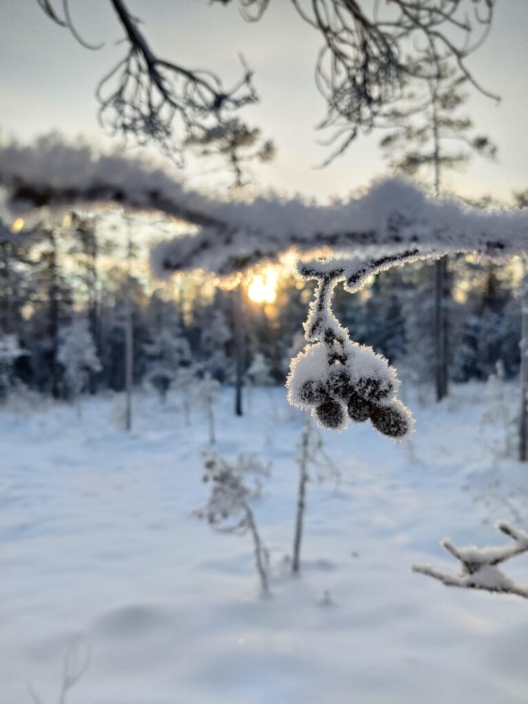 Rovaniemi Daylight Winter Hike – Magical Arctic Forest Adventure