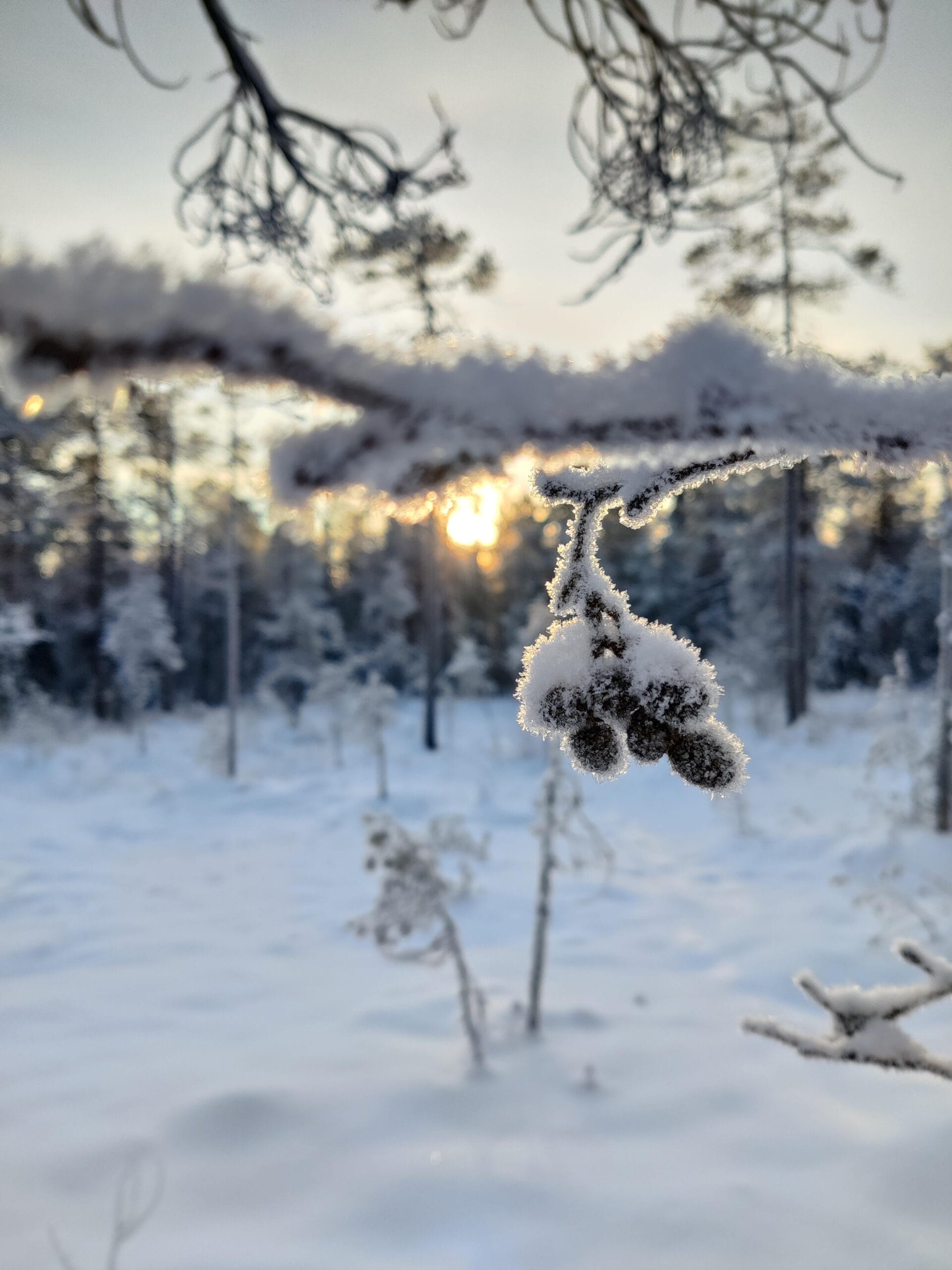 Frost_in_winter_rovaniemi Frosty berries in winter landscape