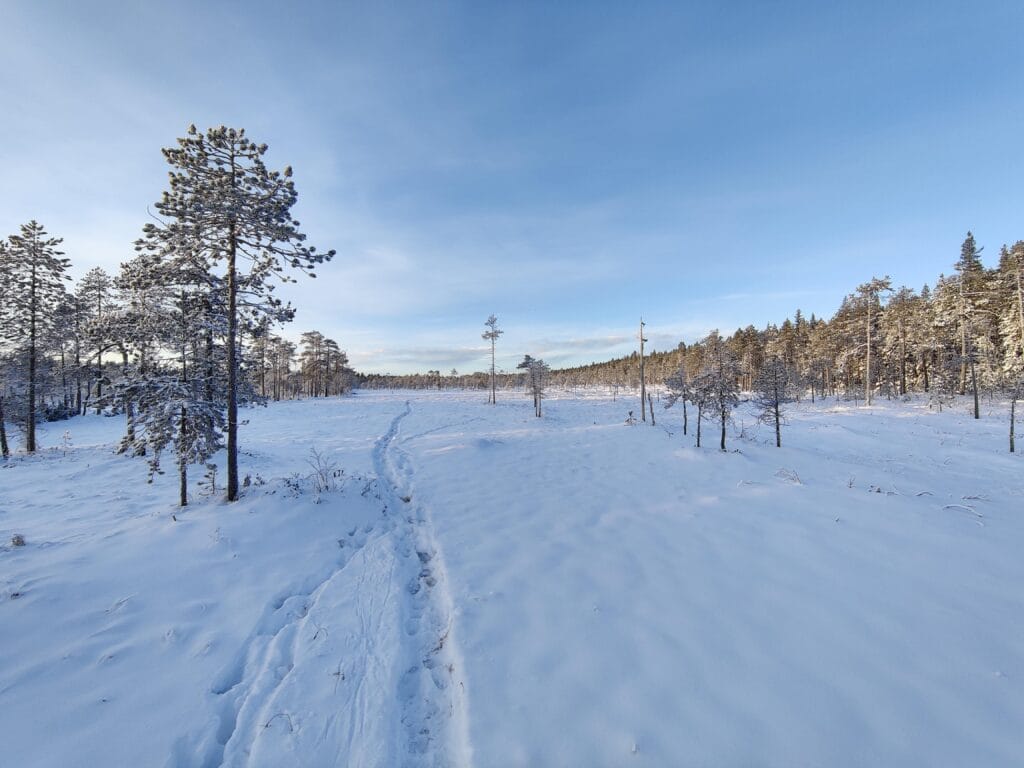 Winter tour landscape with sparse trees in Rovaniemi
