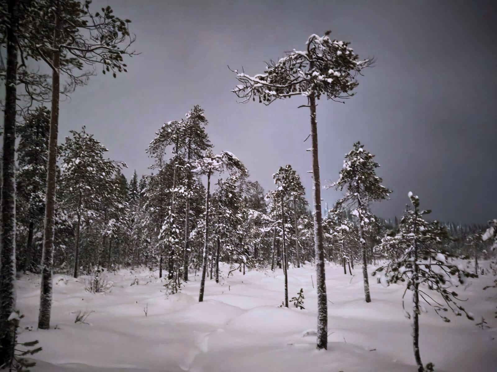 Winter_Swamp_Tour_Woodland_Tours