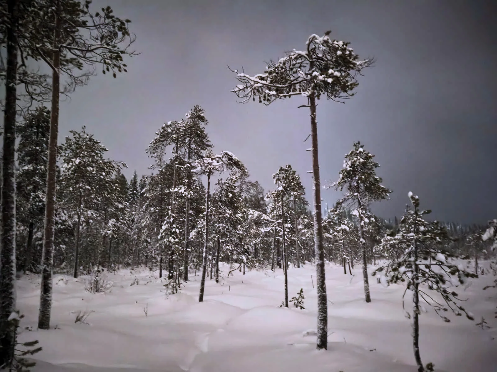 Winter_Swamp_Tour_Woodland_Tours